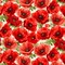 Fabric Timeless Treasures Cream Large Poppy Floral Poppy Passion by the Quarter Yard CD3802-CREAM
